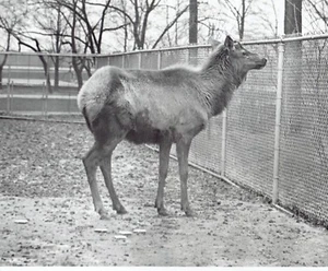 1939 Original Photo "George" male elk deer animal at Belle Isle Zoo in Detroit - Picture 1 of 2