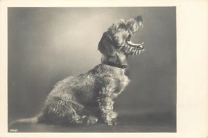Bassotto bassotto cane Teckel cartolina fotografica - Foto 1 di 2