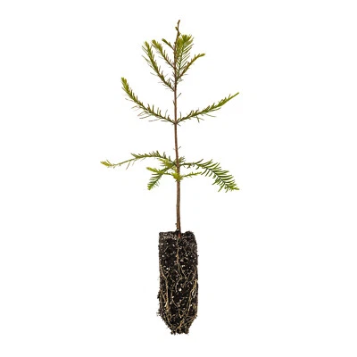 Baldcypress | Plántula de árbol mediana | The Jonsteen Company Foto 1 de 4