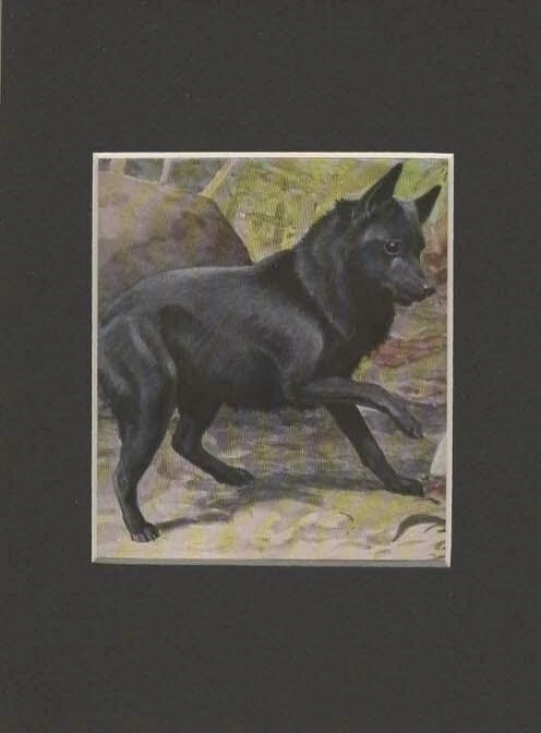 Бельгийский Schipperke - НА ЗАКАЗ МАТОВЫЙ - 1927 Цветная Собака Художественная Печать - 5x7 - 1 ТОЛЬКО - Изображение 1 из 1