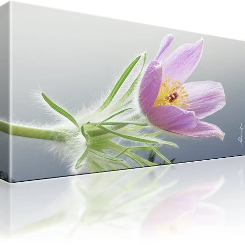 Finger Kuhschelle Blume Bild auf Leinwand Fotodruck Einteilig - Bild 1 von 1