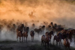 Heat to Cold By Aumitcanan Horse Photography Giclee Art Print Ships Free - Picture 1 of 4