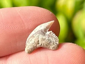 SCHÖNER Bakersfield Fossil Tiger Hai Zahn Kalifornien Miozän Alter - Bild 1 von 4