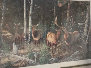 Bull Elk Herd Art Wilderness Whispers Signed by Terry Doughty Print-Framed 21x17 - Picture 1 of 9