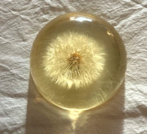Vtg 1950's Dandelion Bloom In Resin 3.5"D x 1.75"H Paper Weight - Picture 1 of 5