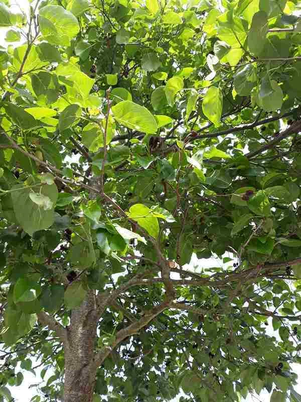♫ AULNE Feuilles de Coeur - Alnus cordata ♫ Graines ♫ Arbre Ornemental, Bonsaï ♫ - Photo 1/1