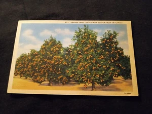 Orangenbäume beladen mit goldenen Früchten in Florida - alte Postkarte - Bild 1 von 2