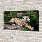 Leinwandbild Kunst-Druck 140x70 Bilder Tiere Tiger auf Felsen