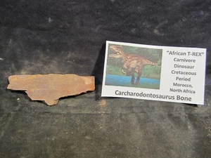 Dinosaurs Bones Carcharodontosaurus Bone African T-Rex Morocco, North Africa - Picture 1 of 8