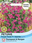 Petunie 'Purple Tower' F1 - Petunia hybrida, Kletterpflanze, Samen, 09421