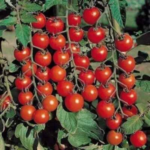Semillas de tomate cerezo planta italiana Ucrania 5 semillas envío a todo el mundo - Imagen 1 de 2