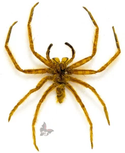 Spider(Araneae) No.5-smaller,from Malaysia, UNMOUNTED - Picture 1 of 1