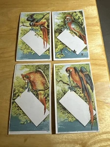 4 - Tarjetas comerciales victorianas de loro en blanco Y562 - Imagen 1 de 9