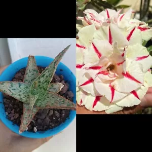 Adenium Obesum Y Aloe Christmas - Picture 1 of 2