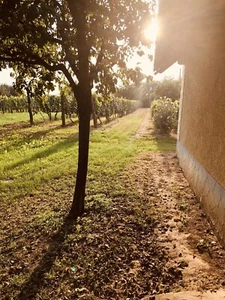 Grundstück 2734 m² Ferienhaus Ungarn Balaton Plattensee Meldeanschrift Weinberg - Bild 1 von 12