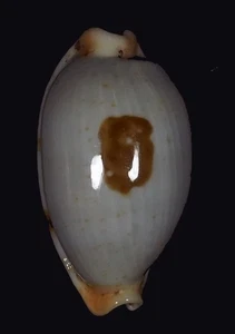 CYPRAEA STOLIDA DIAUGES BIG AND GEM - Bild 1 von 2