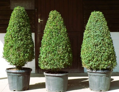  Real XL Box (buxus sempervirens) Cone Shaped Topiary, UK Grown - Image 1 of 4