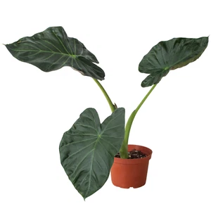 Alocasia 'Regal Shields' - Picture 1 of 5