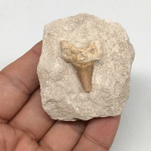 62,8 g,2,1"X1,8"x1,1"Otodus diente de tiburón fósil montado en matriz @Marruecos, MF2083 - Imagen 1 de 9