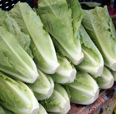 Semillas de lechuga romana Heirloom Parris Island Cos 1250 - crujientes y dulces Foto 1 de 4