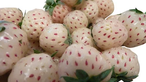 Weiße Erdbeere 20 + Samen , Leckere Süße Erdbeeren *Winterhart* - Bild 1 von 1