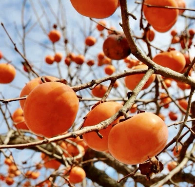 PERSIMMON TREE CUTTINGS [Rooting / Grafting] - Image 1 of 2