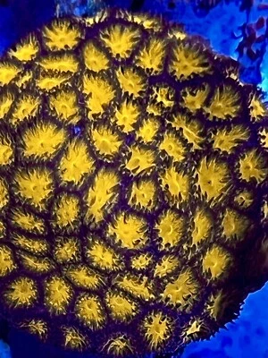 live coral Helloween Leptastrea frag Up To 1.5'' ''coralSLover''