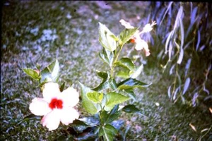 35mm Colour Slide- Flower - Picture 1 of 1