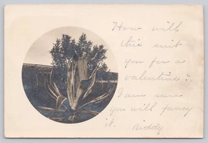 Exaggeration Postcard Child Standing Inside a Very Large Agave Plant - Picture 1 of 2