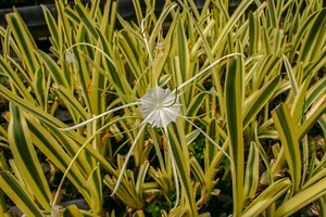 Variegated Spider Lily Tropical Marginal Aquatic Pond/Bog Plant Buy 2 Get 1 Free - Picture 1 of 1