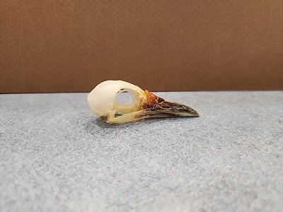 Taxidermia cráneo de pájaro de gallina de pecho blanco criado en cautiverio BNK76 Foto 1 de 4