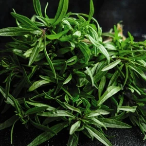 Thompson & Morgan Herb Seeds Summer Savory Hardy Garden 1 Packet of 400 Seeds - Picture 1 of 1