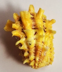 Sea shell Cardita crassicosta 41.3mm, gem, very nice colored body, PERFECT - Picture 1 of 5