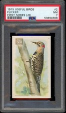 1915 J5 Church & Dwight Useful Birds of America #2 Flicker PSA 7