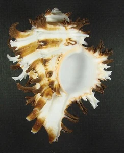 MUREX CICHOREUM 78,73 mm HERMOSO ESPÉCIMEN CON BANDAS Santa María, Cebú, Filipinas - Imagen 1 de 2
