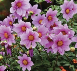 Tree Dahlia Canes For Unique Dahlia Plants: $18 For 1 Cane Free Postage - Bild 1 von 3