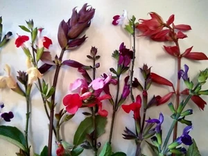 20X SALVIA PERENNIAL PLANT PLUGS MIXED FLOWERS ORNAMENTAL GARDEN SAGE HARDY - Picture 1 of 12