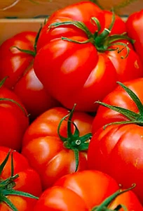 Red Beefsteak Tomato Seeds 50+ SEEDS NON-GMO --BUY 4 ITEMS FREE SHIPPING - Picture 1 of 1