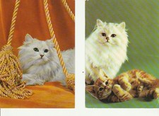 lotto 15 cartoline post card - vintage - gatti - animali