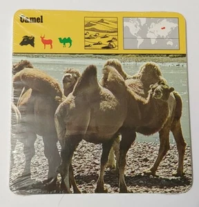 1976 Editions Rencontre S.A. Lausanne Animal Flash Cards Camel 24-Pack - Picture 1 of 6