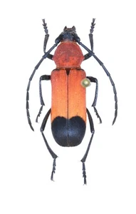 Cerambycidae,  Purpuricenus zarudnianus Rare!!! IRI, female - Picture 1 of 1