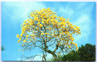 Postcard FL Brazilian Golden Shower Tree Fairchild Tropical Gardens Miami P3