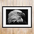 American Bald Eagle print, Photo of American Eagle, Robert Longo