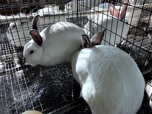 10+ LBS Dried Rabbit Manure Poop Organic Garden Plant Fertilizer - Picture 1 of 17