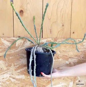D5493 EUPHORBIA BURUANA pot18-H100-W45 cm MaMa Cactus - Picture 1 of 5