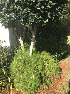 ORNAMENTAL ASPARAGUS FERN Sprengeri Trailing Houseplant 4” Pot shipped Bareroot - Picture 1 of 8