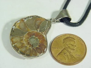 BUTW Plata Ammonita Nautiloide Fósil Collar Joyería 8331B - Imagen 1 de 1