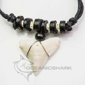 Bull shark tooth for sale Oceanicshark Australia c107 - Bild 1 von 4