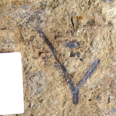 Museum class big complete oldest vascular fossil land plant silurian Cooksonia ! - Image 1 of 4