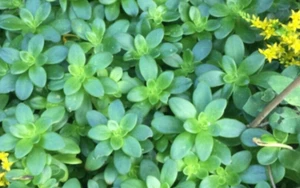 Hardy Succulent Rockery cover Plant - Sedum Kimnachii - Great Fast Spreader! - Picture 1 of 7